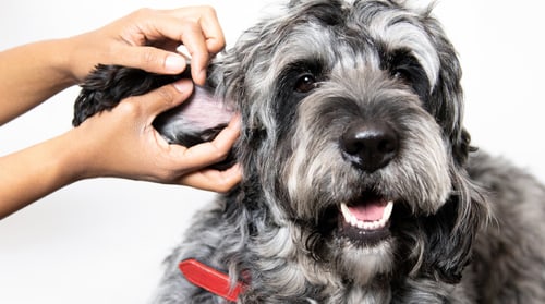 Cuidado en perros con sarna