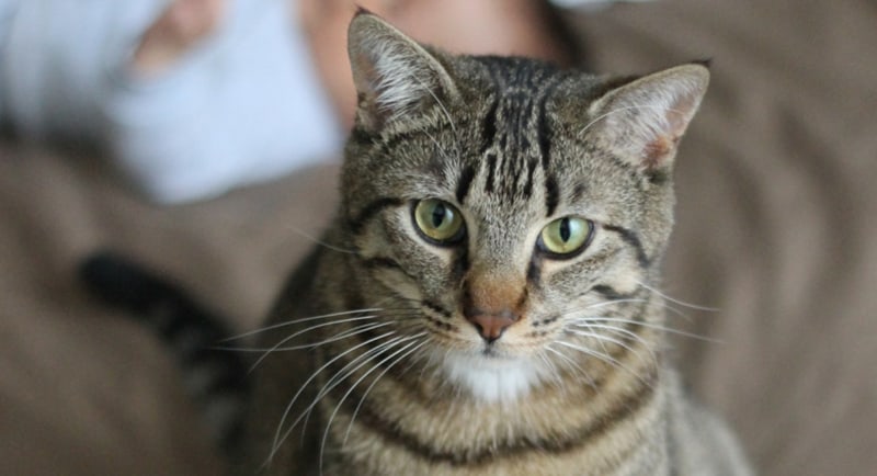 Qué es la Toxoplasmosis en los Gatos