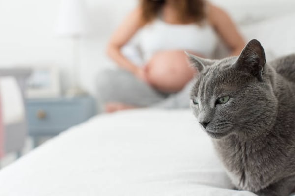 Qué es la toxoplasmosis en los Gatos
