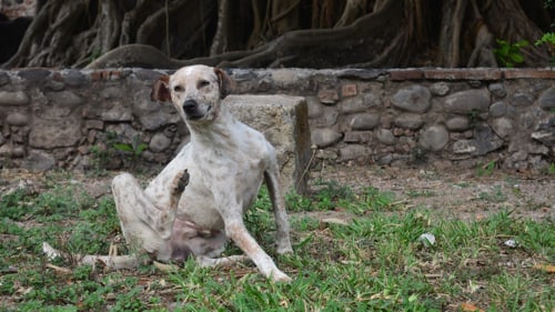 Tipos de sarna en perros más comunes