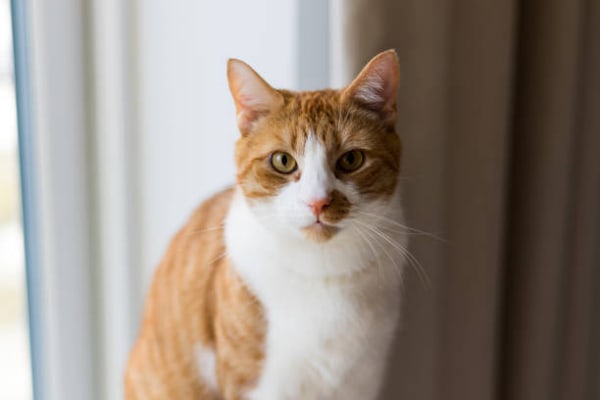 Toxoplasmosis en los Gatos