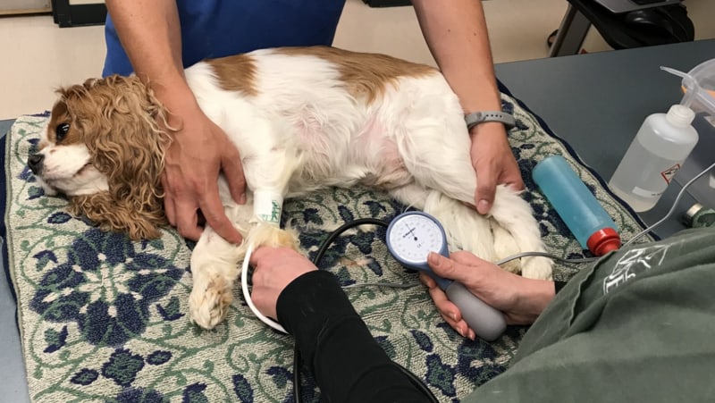 Tratamiento para la presión arterial en perros