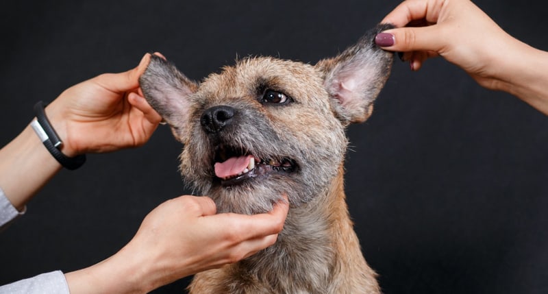 síntomas de sarna en perros