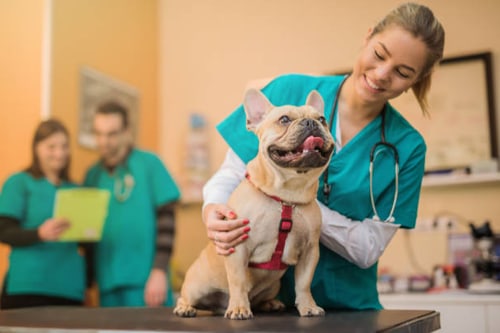 veterinarias cercas de mi